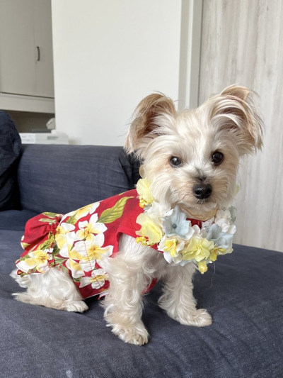 やわらか花かんむり　インストラクター　はなかんむり　1ノンワイヤー　安全　　1　｜アトリエレモンリーフ　