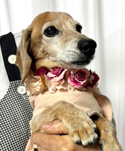 やわらか花かんむり　インストラクター　はなかんむり　1ノンワイヤー　安全　　　｜アトリエレモンリーフ　