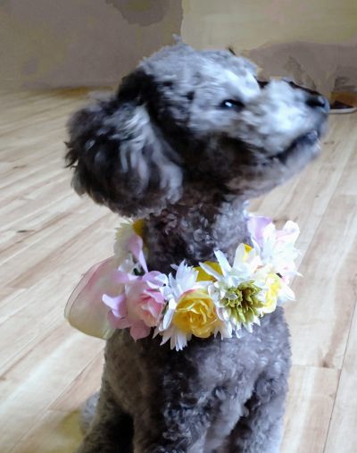 ペット用　花冠　やわらか花かんむり　インストラクター　はなかんむり　1ノンワイヤー　安全　　カワイイ花かんむり　黒犬　　｜アトリエレモンリーフ　